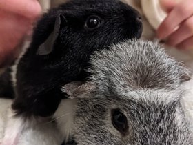 2022-08-08 Suzy and Harriet.jpg